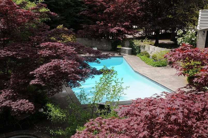 Spacious backyard with a pool surrounded by vibrant red maple trees. - Guest House - 440 Stevens Drive, West Vancouver