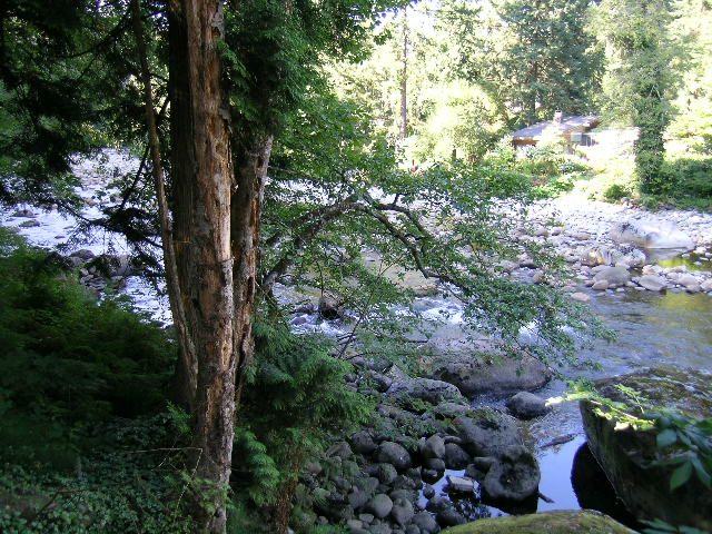 Forest stream with rocks and lush greenery. - 1250 Seymour Blvd, North Vancouver