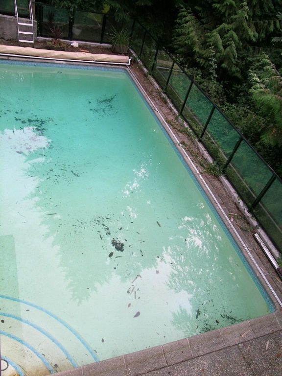 Spacious backyard with a large, algae-filled pool surrounded by lush greenery. - 2331 Hyannis Drive, North Vancouver