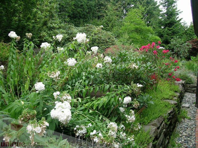 Bright garden with white hydrangeas and red flowers, surrounded by lush greenery. - 455 Keith Road, West Vancouver