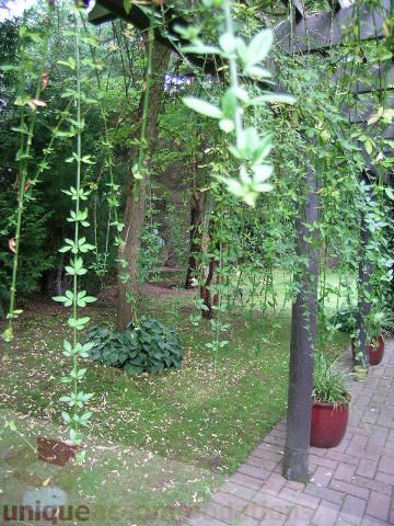 Furnished living room with hanging greenery and brick patio. - 455 Keith Road, West Vancouver