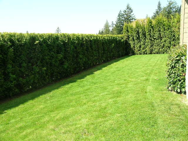 Lush green lawn and tall hedge privacy fence in backyard. - 2456 Hudson Court, West Vancouver