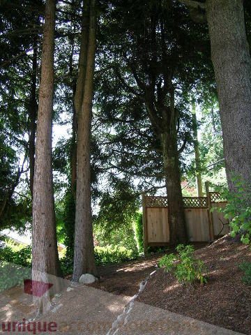 Shaded backyard with tall trees and a wooden fence. - 4104 Sunnycrest drive, North Vancouver