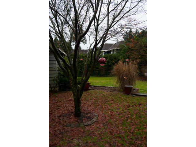 Garden with bare tree, grass, and bird feeder. - 5680 Marine Drive, West Vancouver