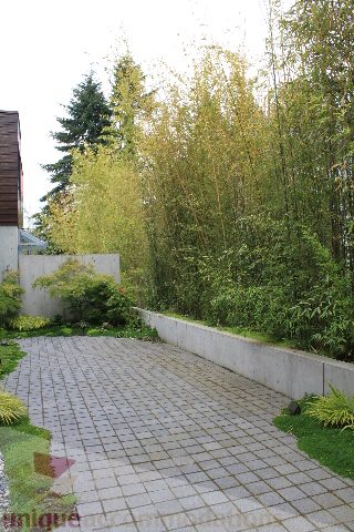 Paved patio with bamboo and greenery, surrounded by concrete walls. - 6012 Newton Wynd, Vancouver West Side