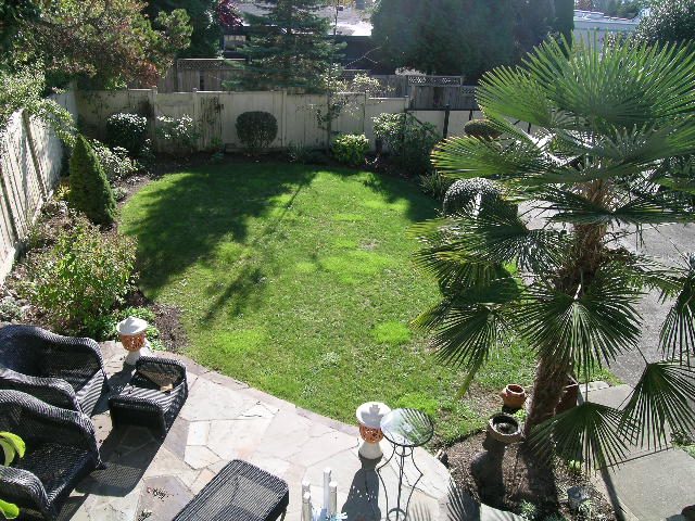 Spacious backyard with lush green lawn, palm trees, and patio furniture. - 2148 Kings Ave, West Vancouver