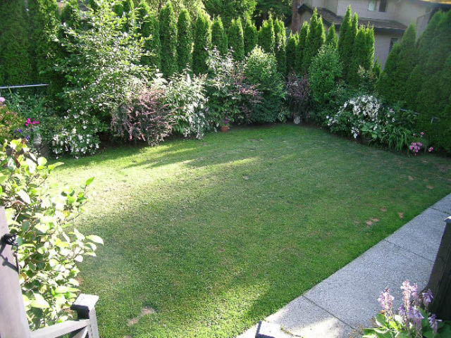 Bright and serene backyard with lush green lawn and dense evergreen trees. - 1077 Blue Grouse Way, North Vancouver