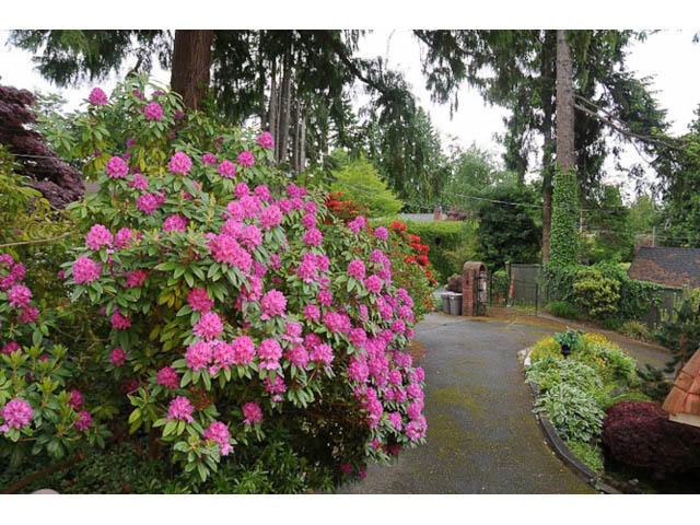 Furnished 1-bedroom suite with vibrant pink flowers and lush greenery. - Cottage - Sinclair Street, West Vancouver