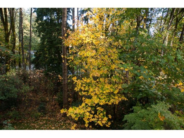 Furnished living room with cozy fall foliage and trees. - 308 - 1327 East Keith Road, North Vancouver