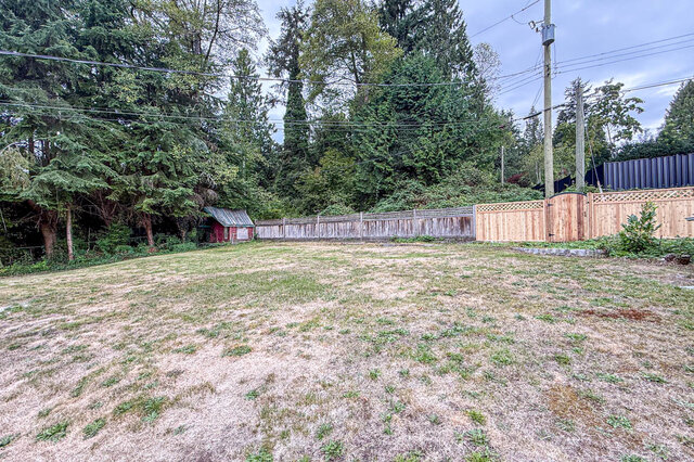 Spacious backyard with patchy lawn, wooden privacy fence, and a small red shed framed by tall evergreens. - 555 Stevens Drive, West Vancouver