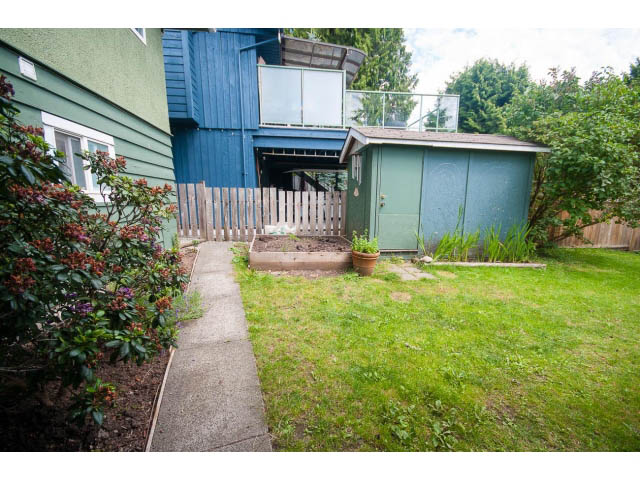 Fenced backyard with lush green grass and small shed. - 549 W Queens, North Vancouver