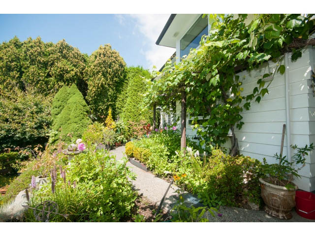 Bright garden with lush greenery and a white fence, leading to a house with a vine-covered wall. - 221 Carisbrooke Crescent, North Vancouver