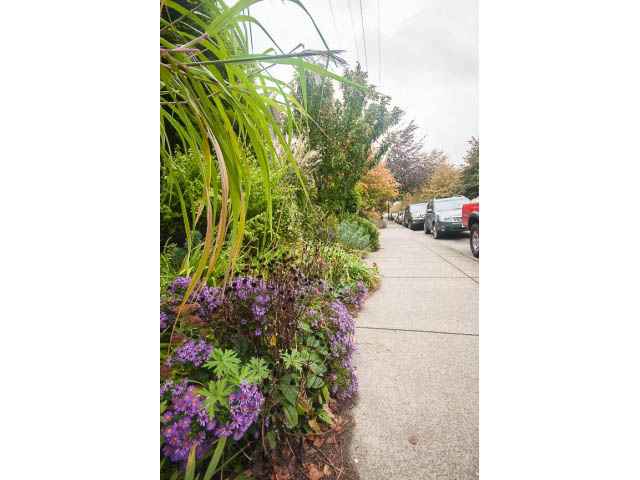 Shared living space with vibrant greenery and purple flowers. - Upper - 817 Union St, Vancouver East Side
