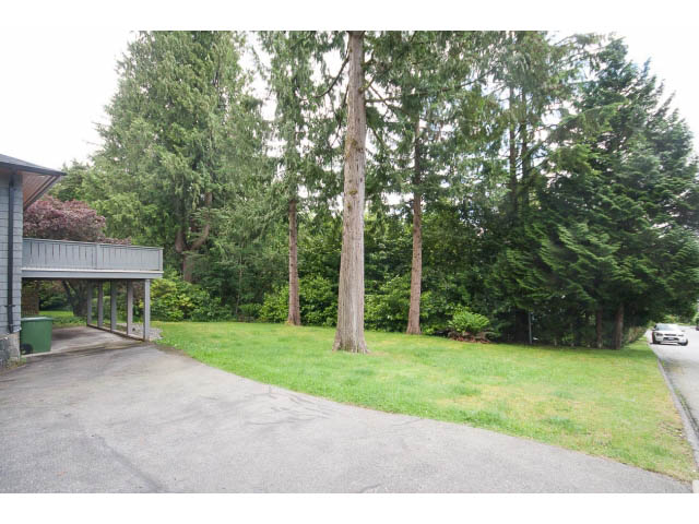 Spacious backyard with lush greenery and mature trees. - 3188 St. Andrews Ave, North Vancouver