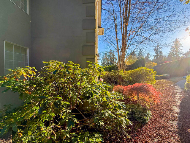 Side garden with rhododendrons, a red Japanese maple and a gravel path. - 3858 Sauve Place, North Vancouver