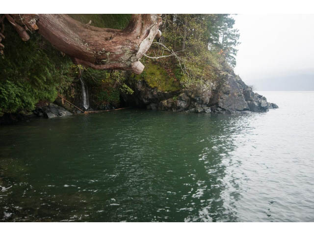 Coastal living room with a view of the ocean and a large tree branch hanging over the water. - 8135 Pasco Rd, West Vancouver