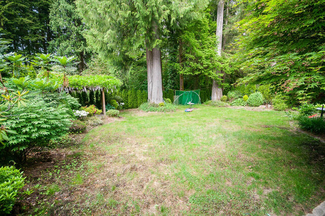 Lush backyard with manicured lawn and towering evergreen trees. - 5367 Esperanza Drive, North Vancouver