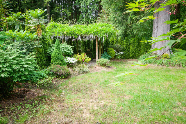 Garden with wisteria-covered pergola and lush greenery. - 5367 Esperanza Drive, North Vancouver