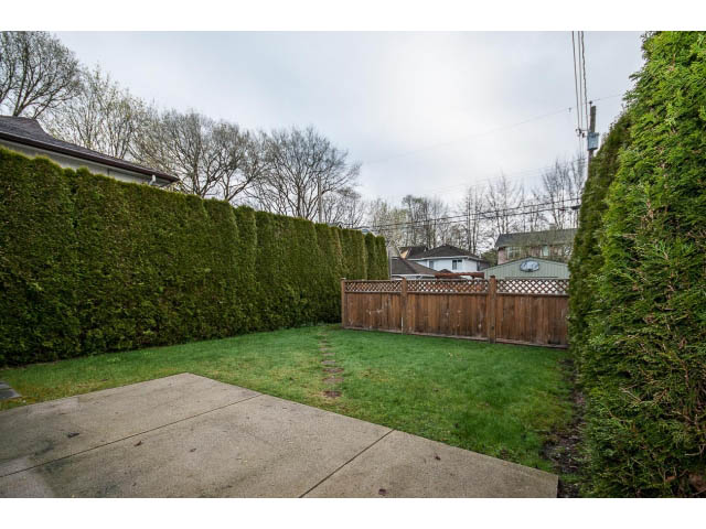 Fenced backyard with lush green hedges and grassy area. - 769 West 20th Ave, Vancouver West Side
