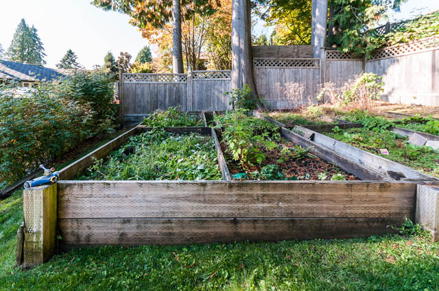 Shared garden space with raised beds and lush greenery. - UPPER - 630 East 29th Street, North Vancouver