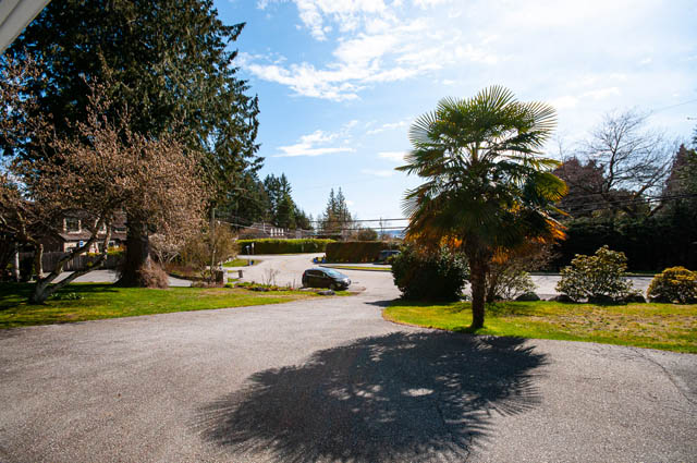 Spacious living room with large windows, greenery, and a palm tree. - 4037 Ripple Road, West Vancouver