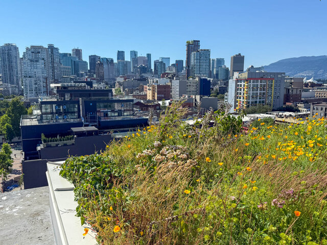 The view features a rooftop garden with yellow flowers and green vegetation overlooking a city skyline. - 812-189 Keefer Street, Vancouver Downtown