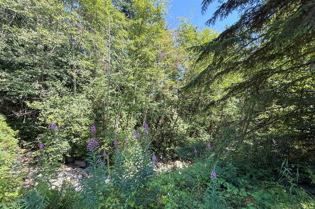 A scenic forest view with wildflowers and a stream - 1249 Chartwell Place, West Vancouver
