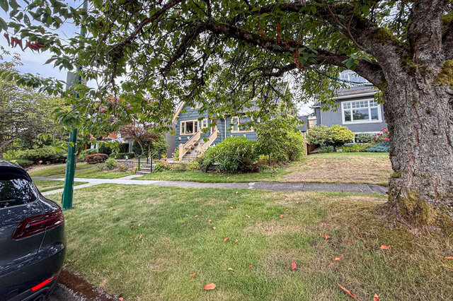 Green lawn framed by a mature tree, with a blue house and yellow-trimmed windows across the paved walkway.